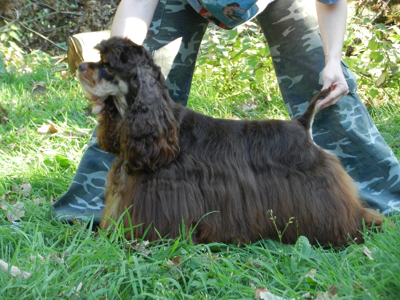 CH. silverhall's Ticket to ride