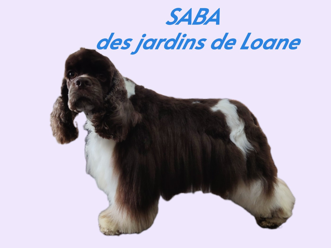 CH. Saba lareine des jardins de Loane