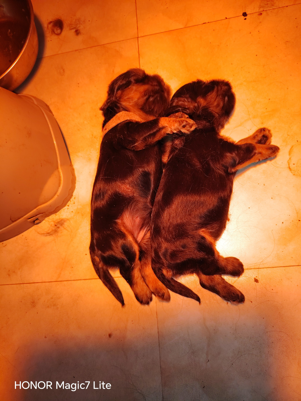 Chiot American Cocker Spaniel des jardins de Loane