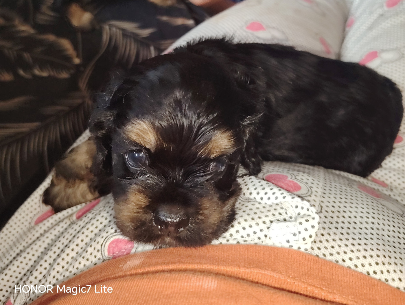 des jardins de Loane - Chiots disponibles - American Cocker Spaniel
