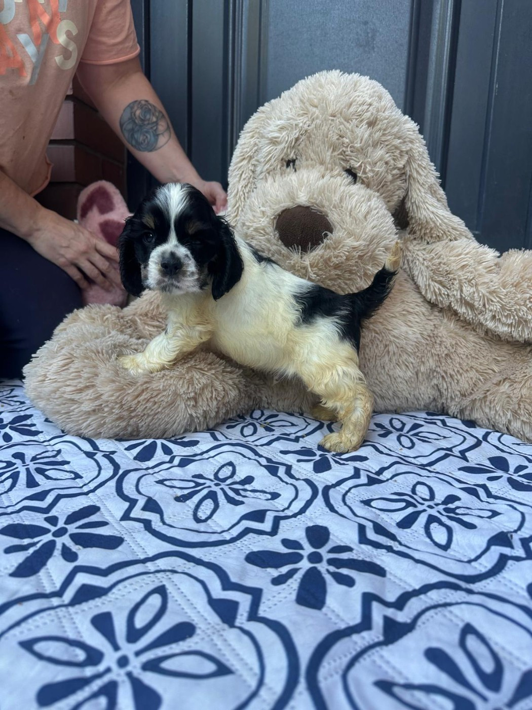 des jardins de Loane - Chiots disponibles - American Cocker Spaniel
