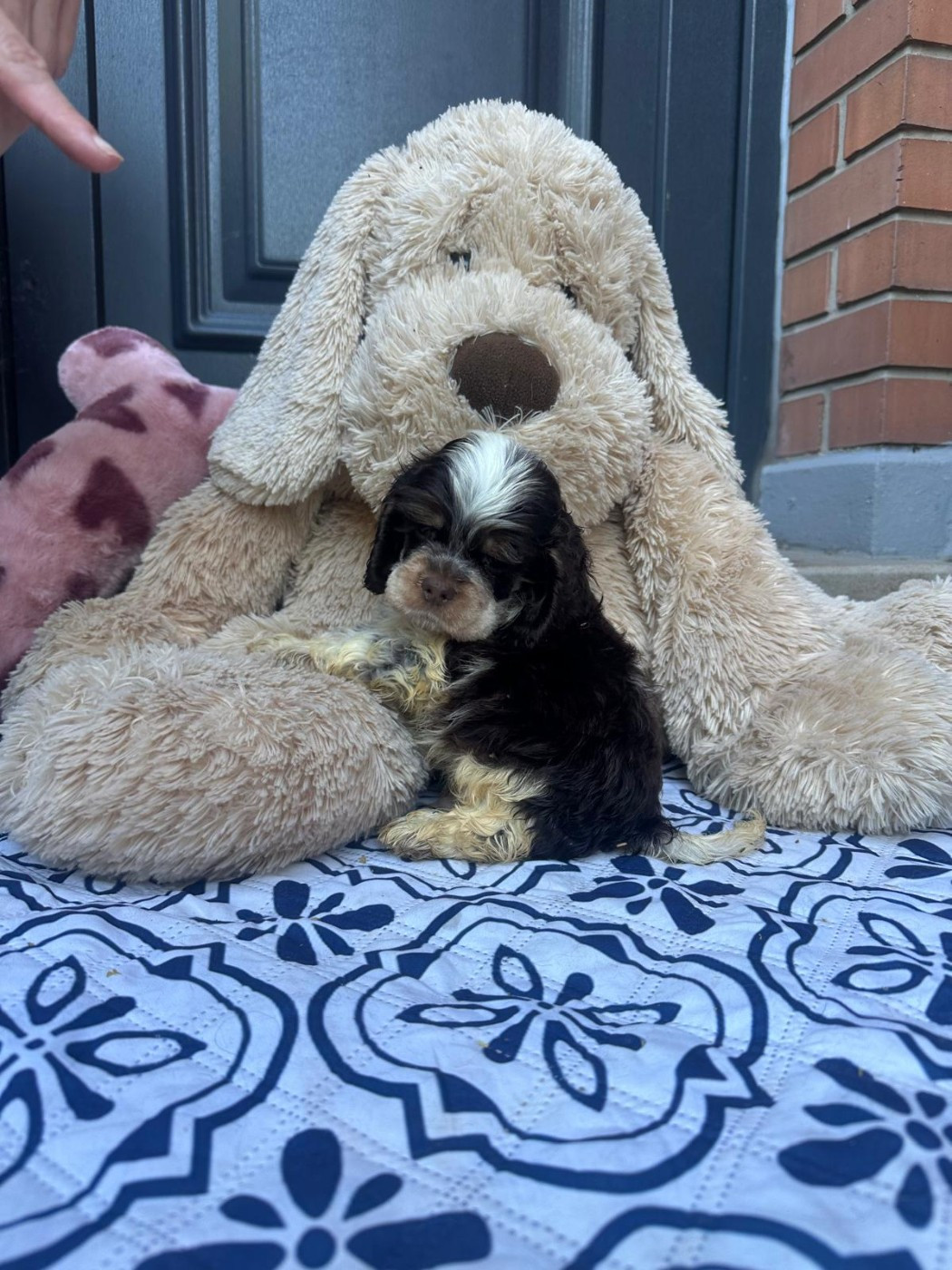 des jardins de Loane - Chiots disponibles - American Cocker Spaniel