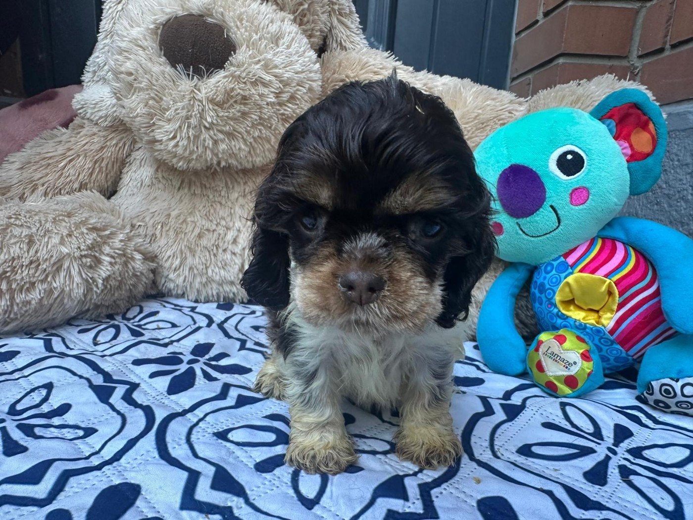 des jardins de Loane - Chiots disponibles - American Cocker Spaniel