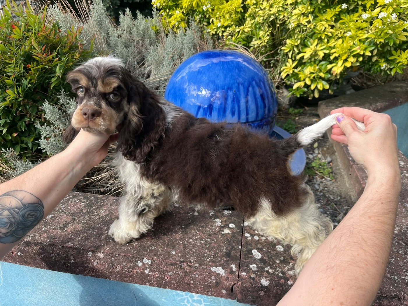 des jardins de Loane - Chiots disponibles - American Cocker Spaniel