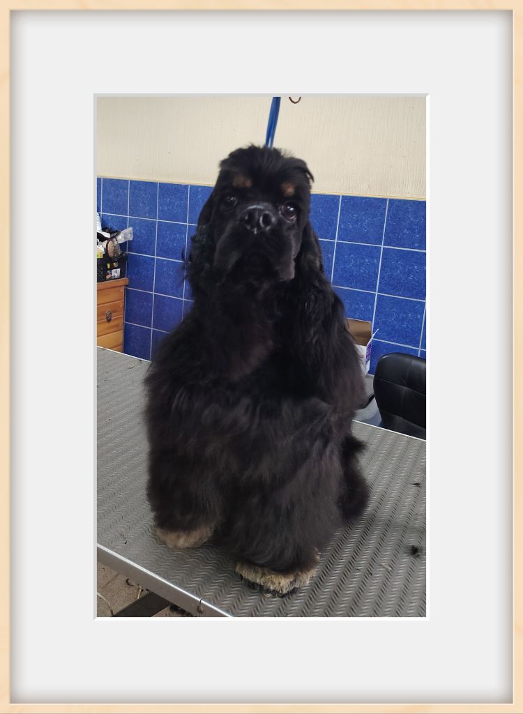 des jardins de Loane - Chiots disponibles - American Cocker Spaniel