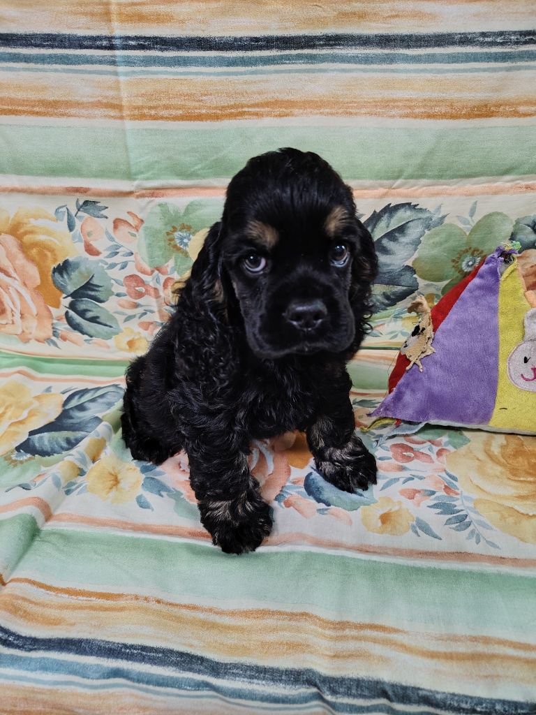 des jardins de Loane - Chiots disponibles - American Cocker Spaniel
