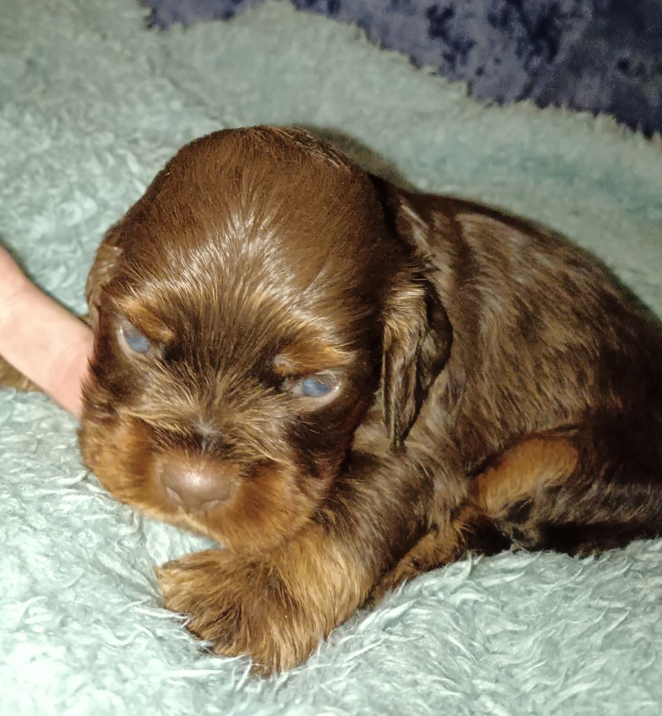 des jardins de Loane - American Cocker Spaniel - Portée née le 11/02/2024