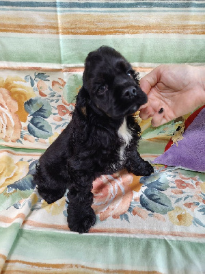 Albus 