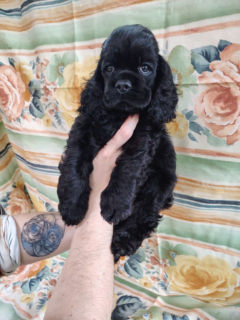 des jardins de Loane - Chiots disponibles - American Cocker Spaniel
